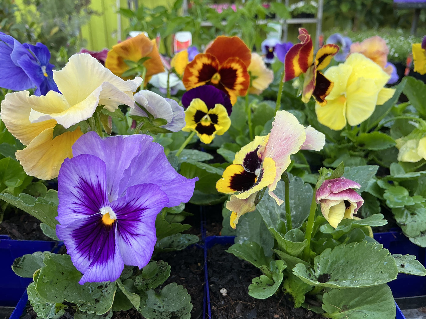 100mm Potted Colour