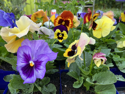 100mm Potted Colour