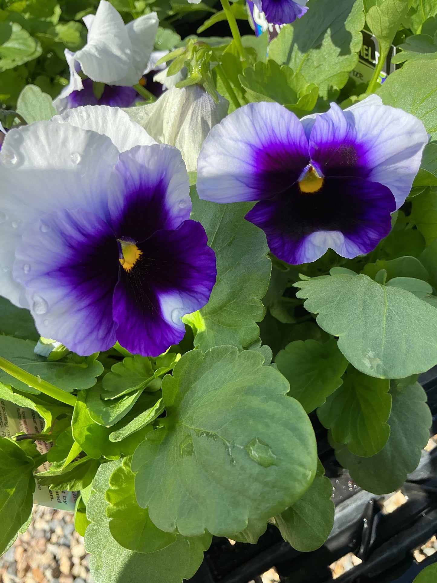 100mm Potted Colour