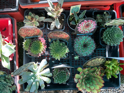 Starter Succulents