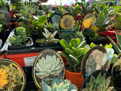 Starter Succulents