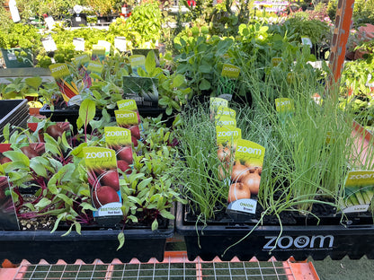 Herb & Vegetable Seedling Punnets