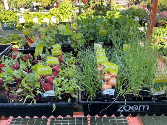 Herb & Vegetable Seedling Punnets