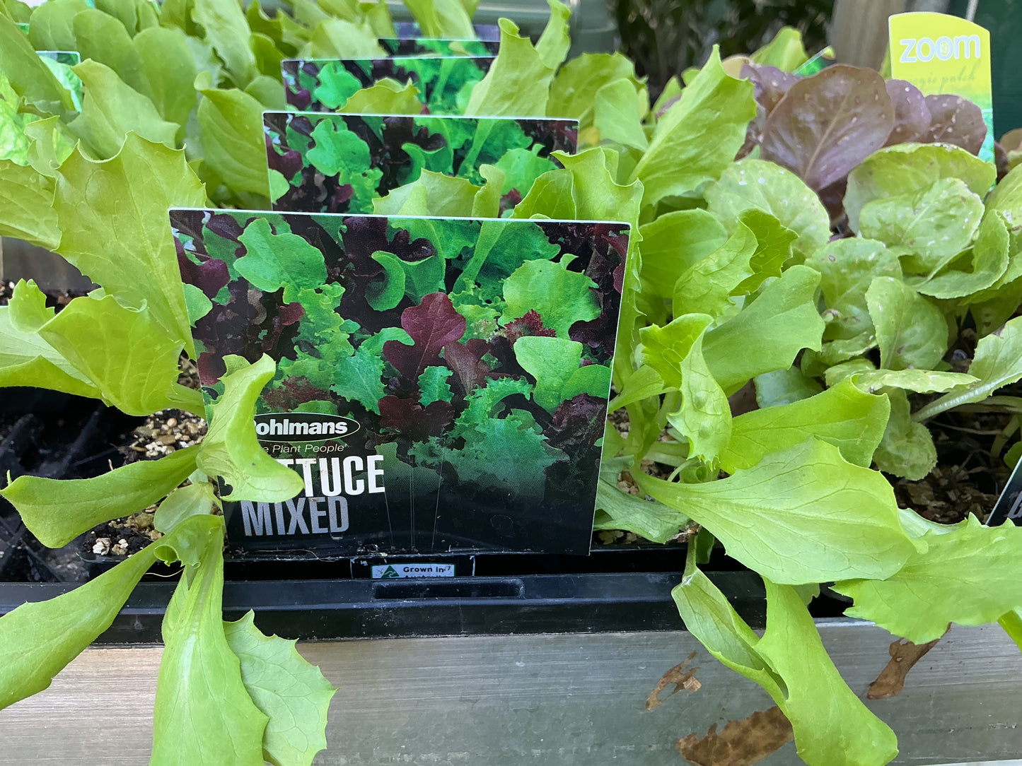 Herb & Vegetable Seedling Punnets