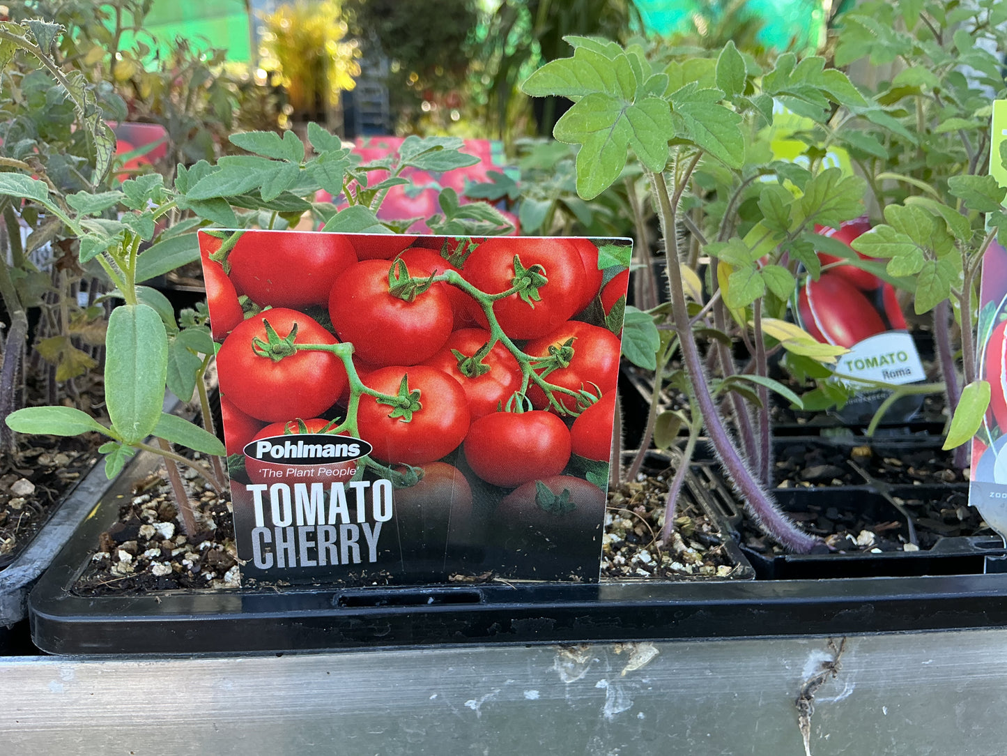 Herb & Vegetable Seedling Punnets
