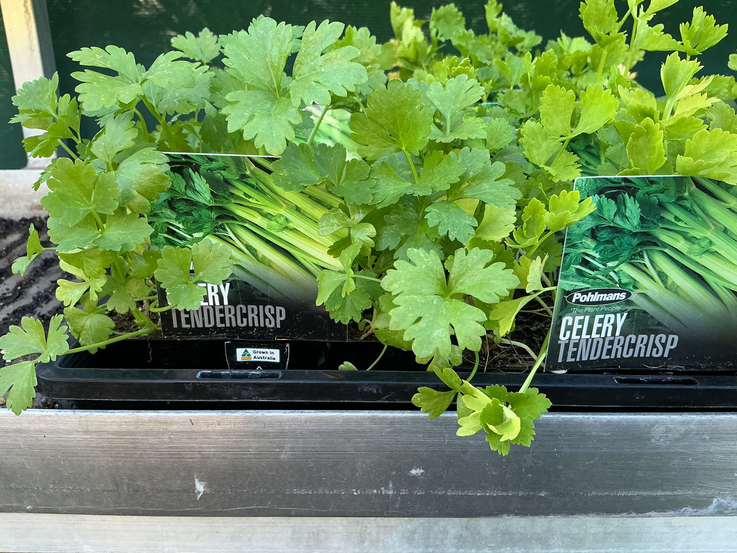 Herb & Vegetable Seedling Punnets