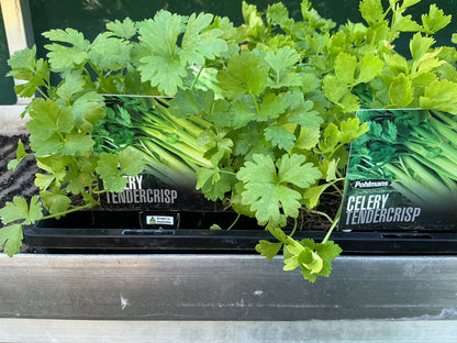 Herb & Vegetable Seedling Punnets