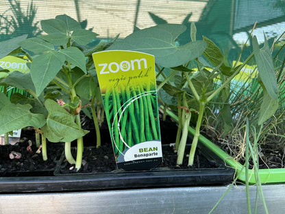 Herb & Vegetable Seedling Punnets