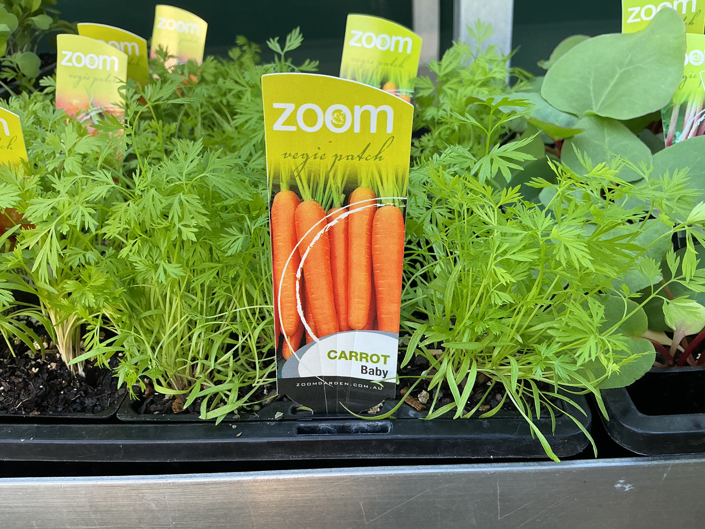 Herb & Vegetable Seedling Punnets