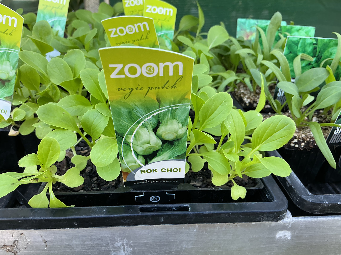 Herb & Vegetable Seedling Punnets