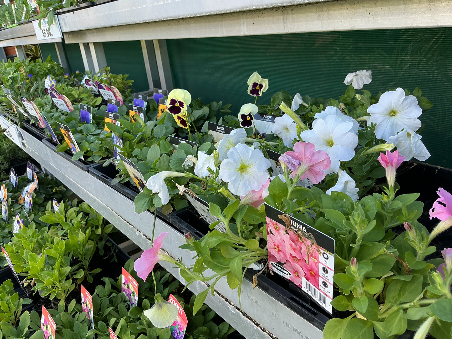 Flower Seedling Punnets