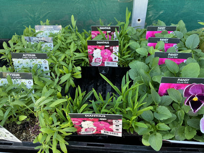 Flower Seedling Punnets