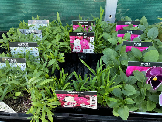 Flower Seedling Punnets