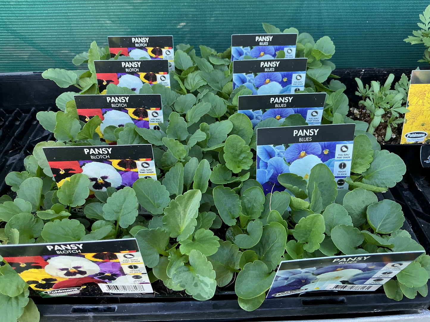 Flower Seedling Punnets