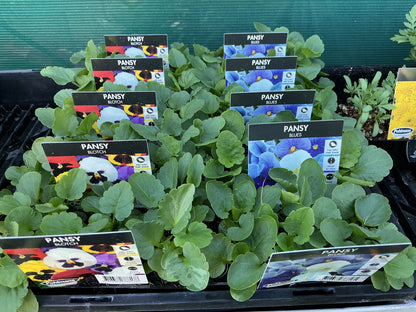 Flower Seedling Punnets