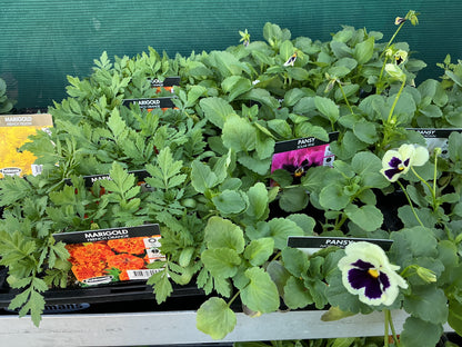 Flower Seedling Punnets