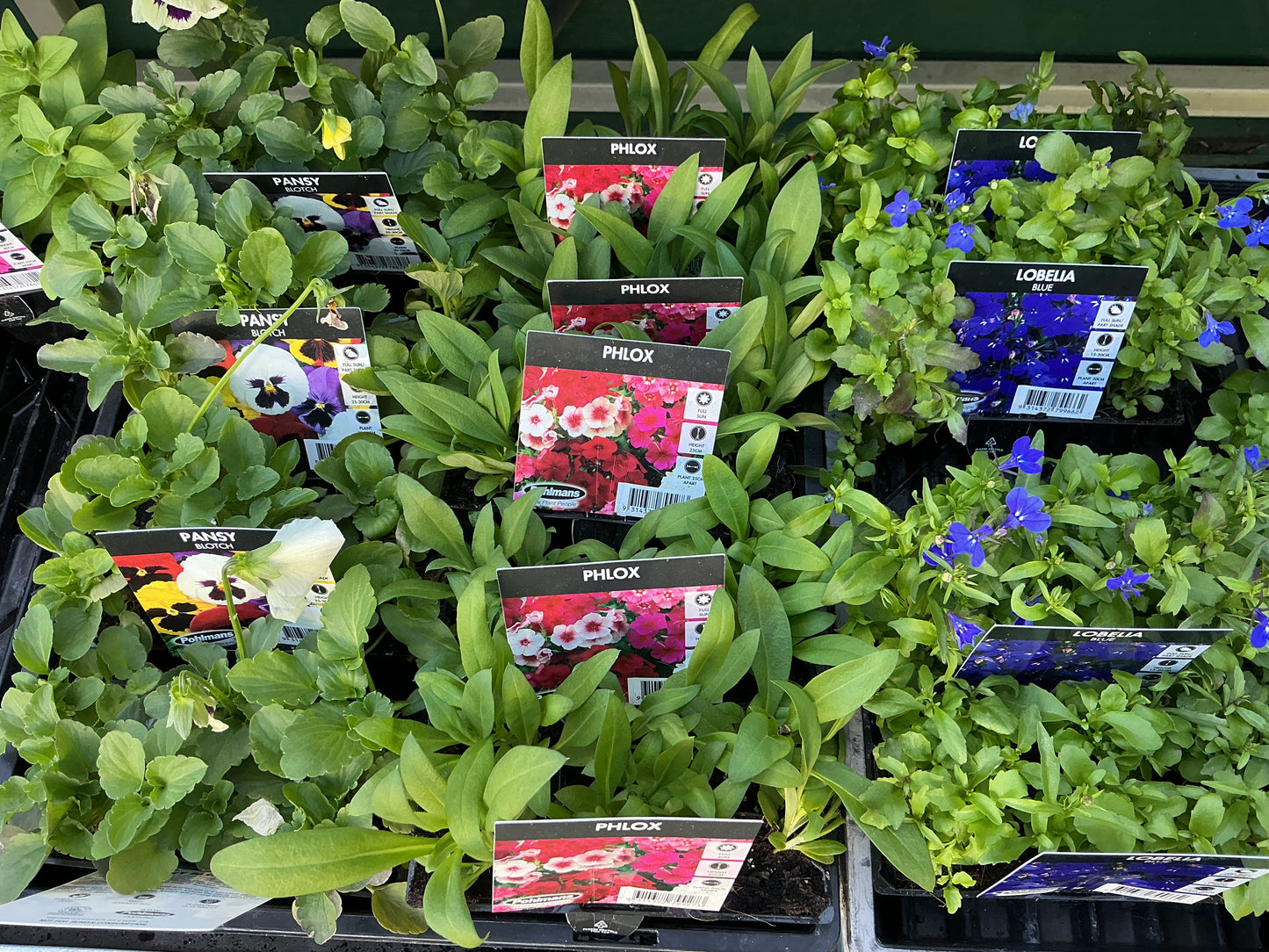 Flower Seedling Punnets