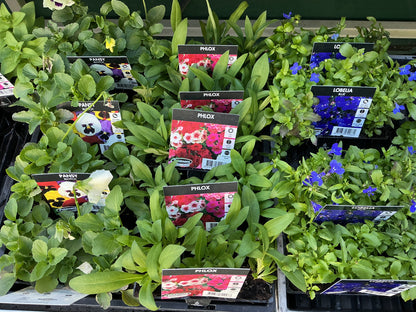 Flower Seedling Punnets