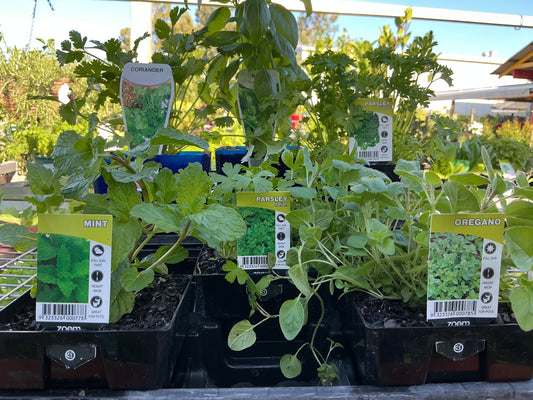 100mm Herb Pots