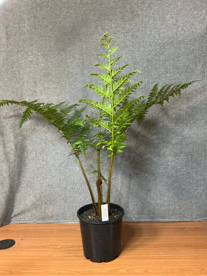 Tree Fern