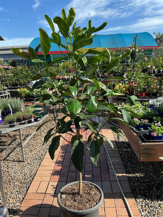 Native Gardenia