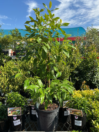 Backhousia citriodora 'Lemon Myrtle'