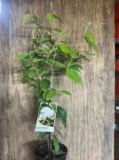 Backhousia citriodora 'Lemon Myrtle'