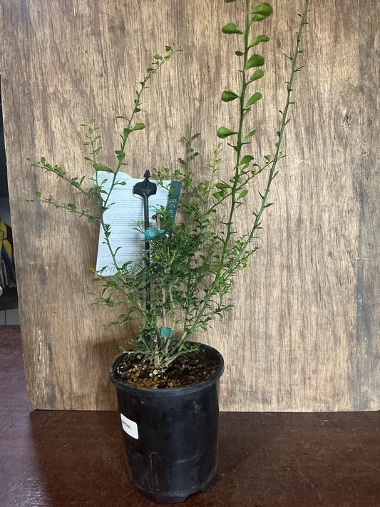 Finger Lime Green 140mm