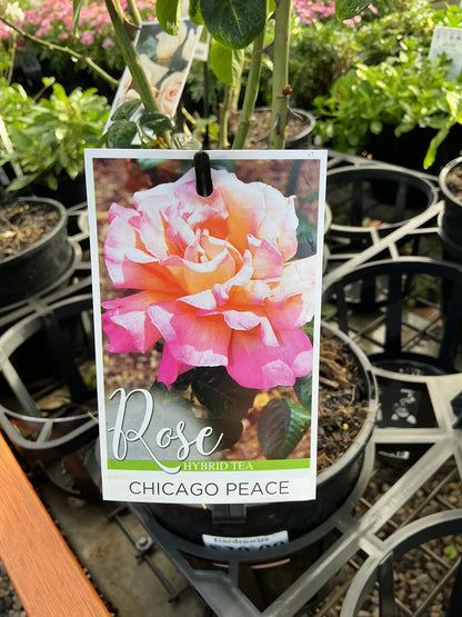 Roses