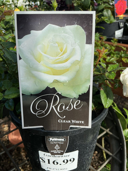 Roses