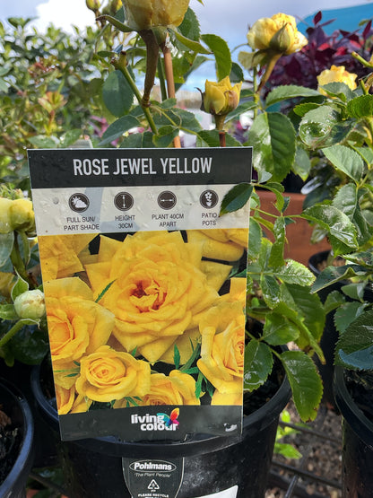 Roses