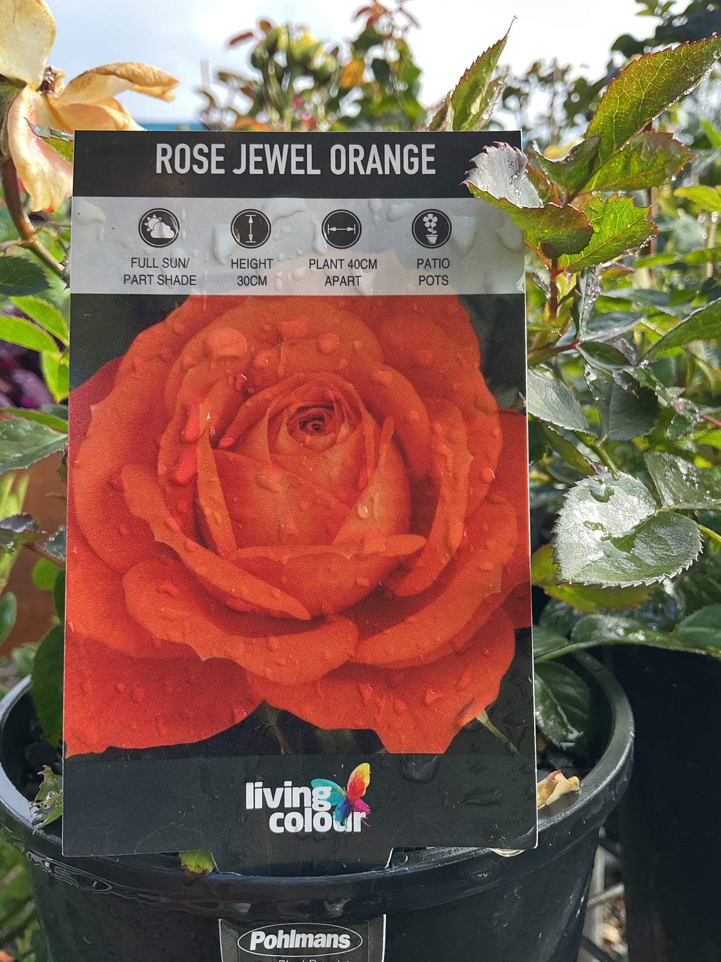 Roses