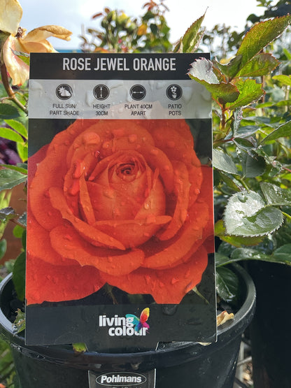 Roses