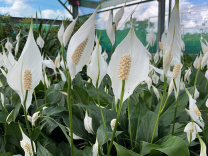 Spathiphyllum 'Peace Lily'