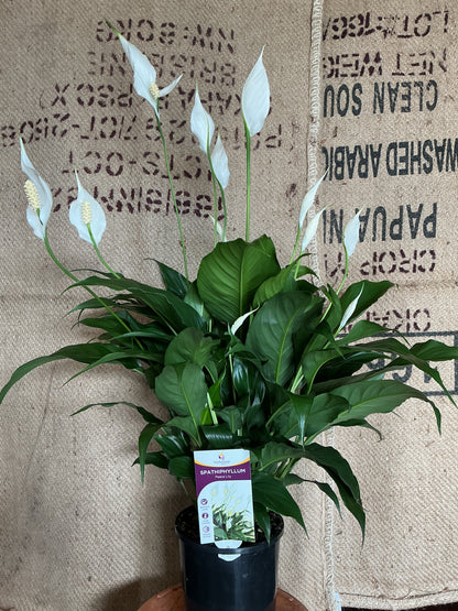 Spathiphyllum 'Peace Lily'
