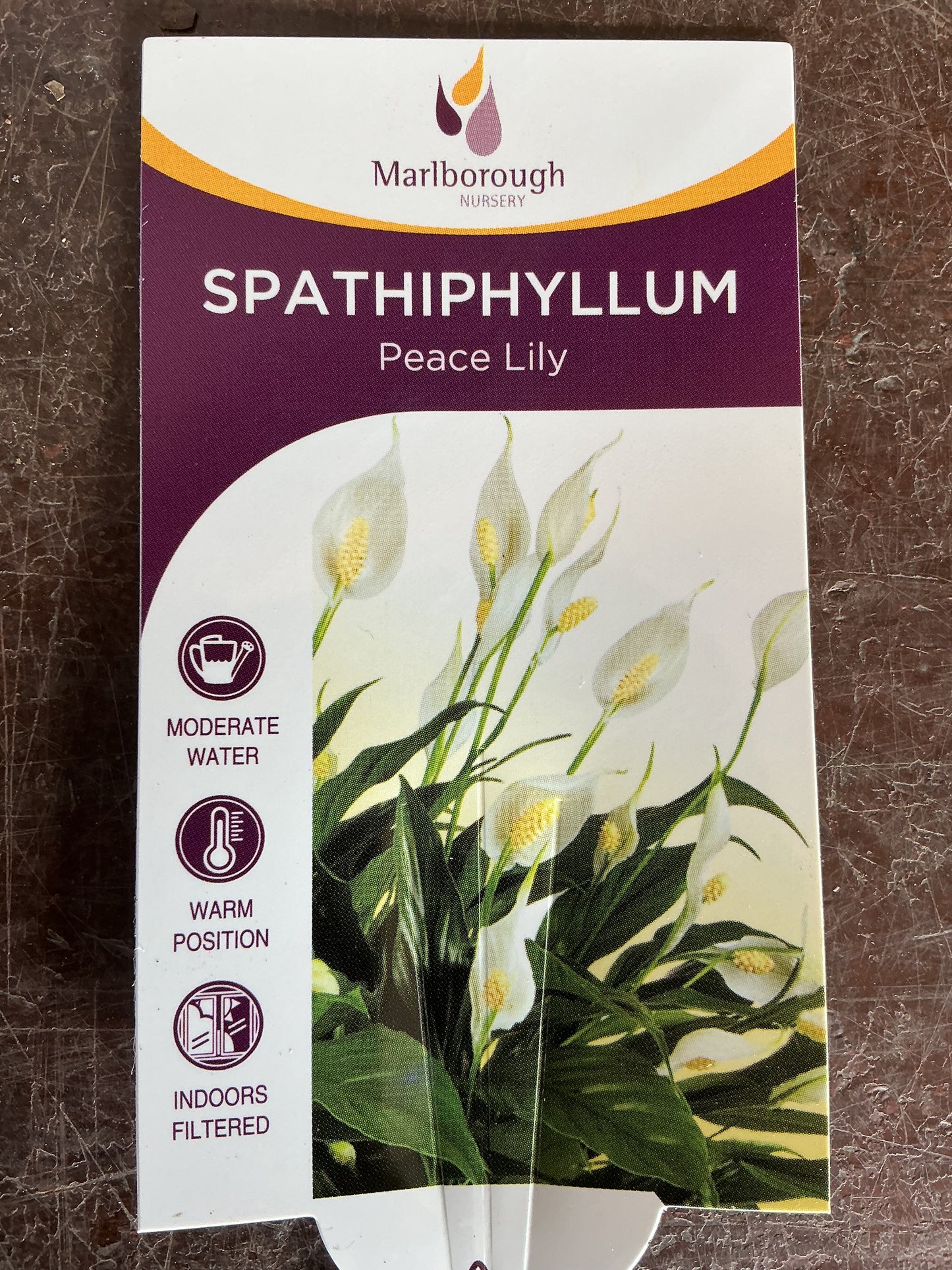 Spathiphyllum 'Peace Lily'