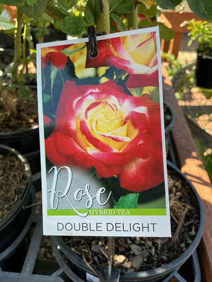 Roses