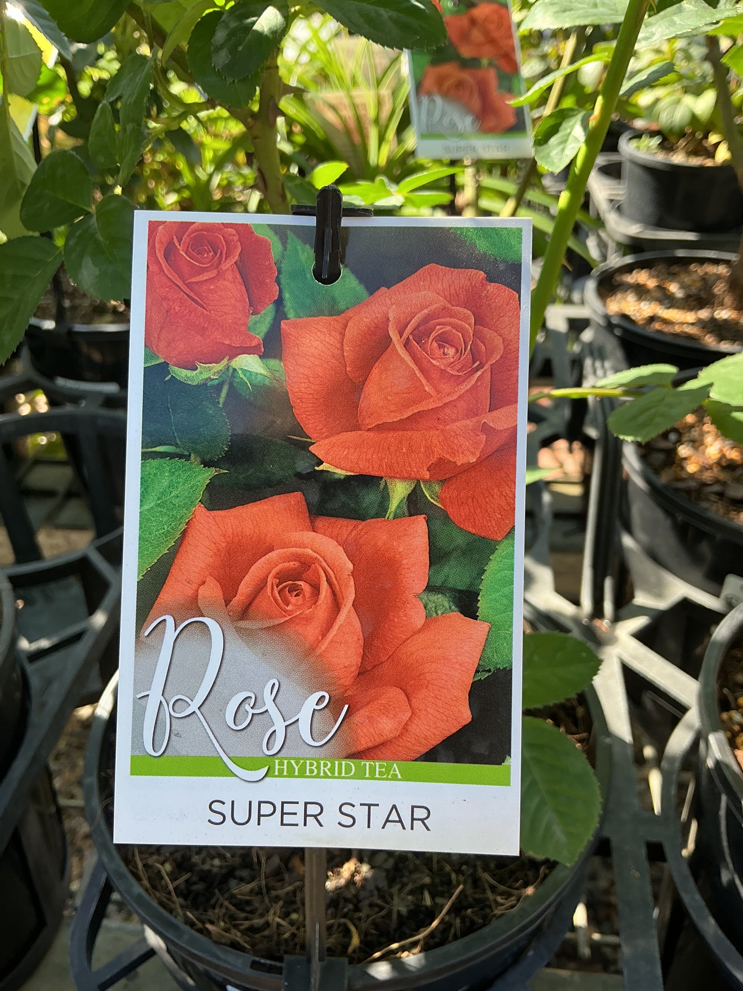 Roses