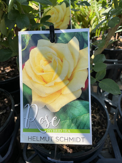 Roses