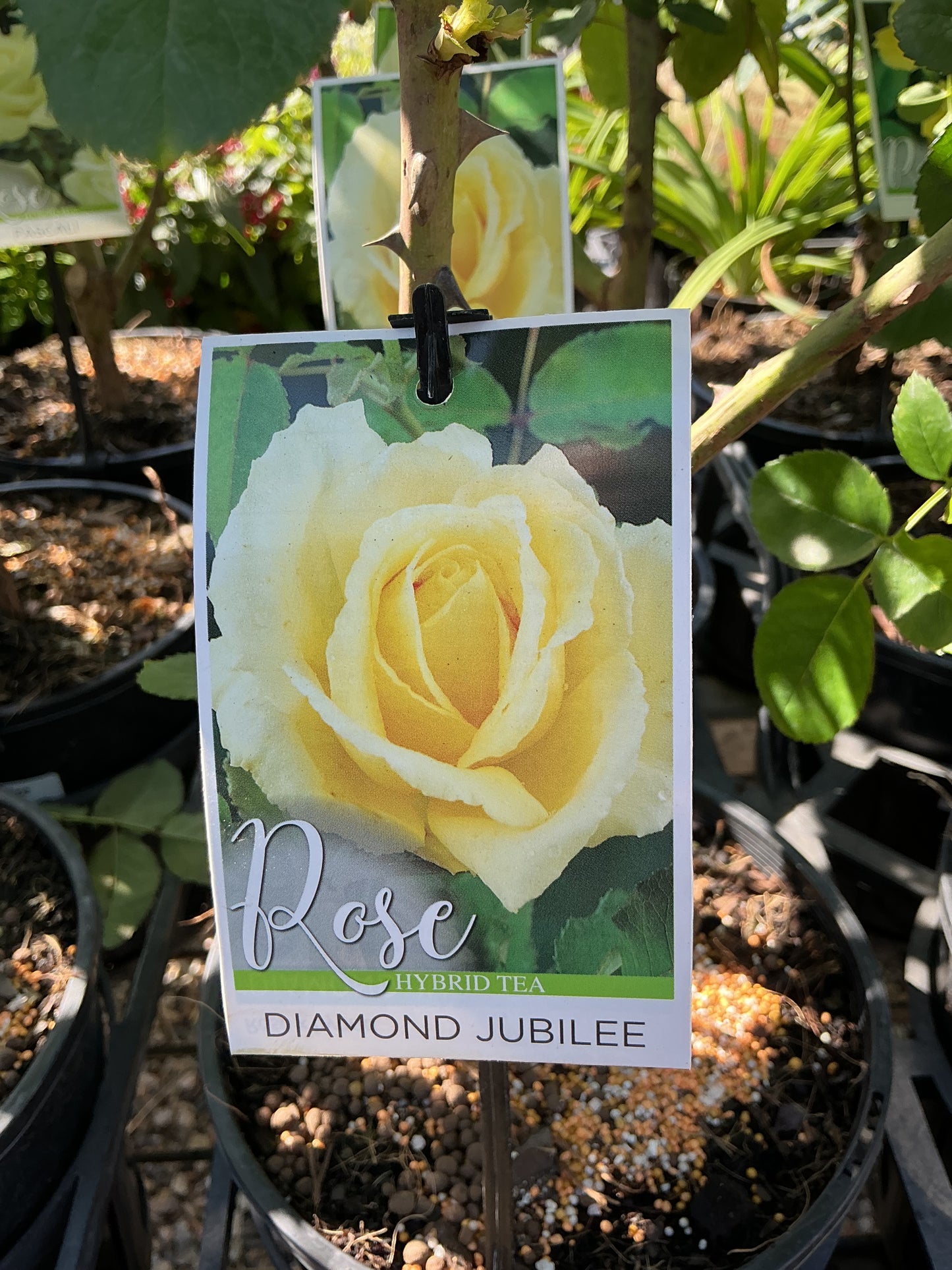 Roses