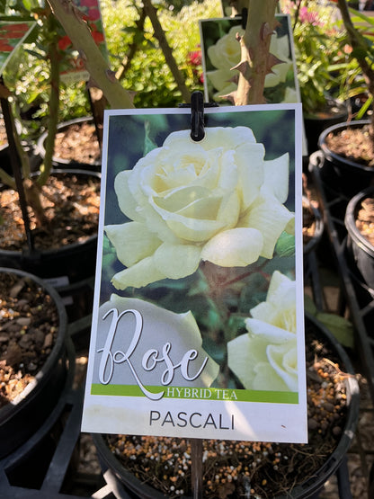 Roses
