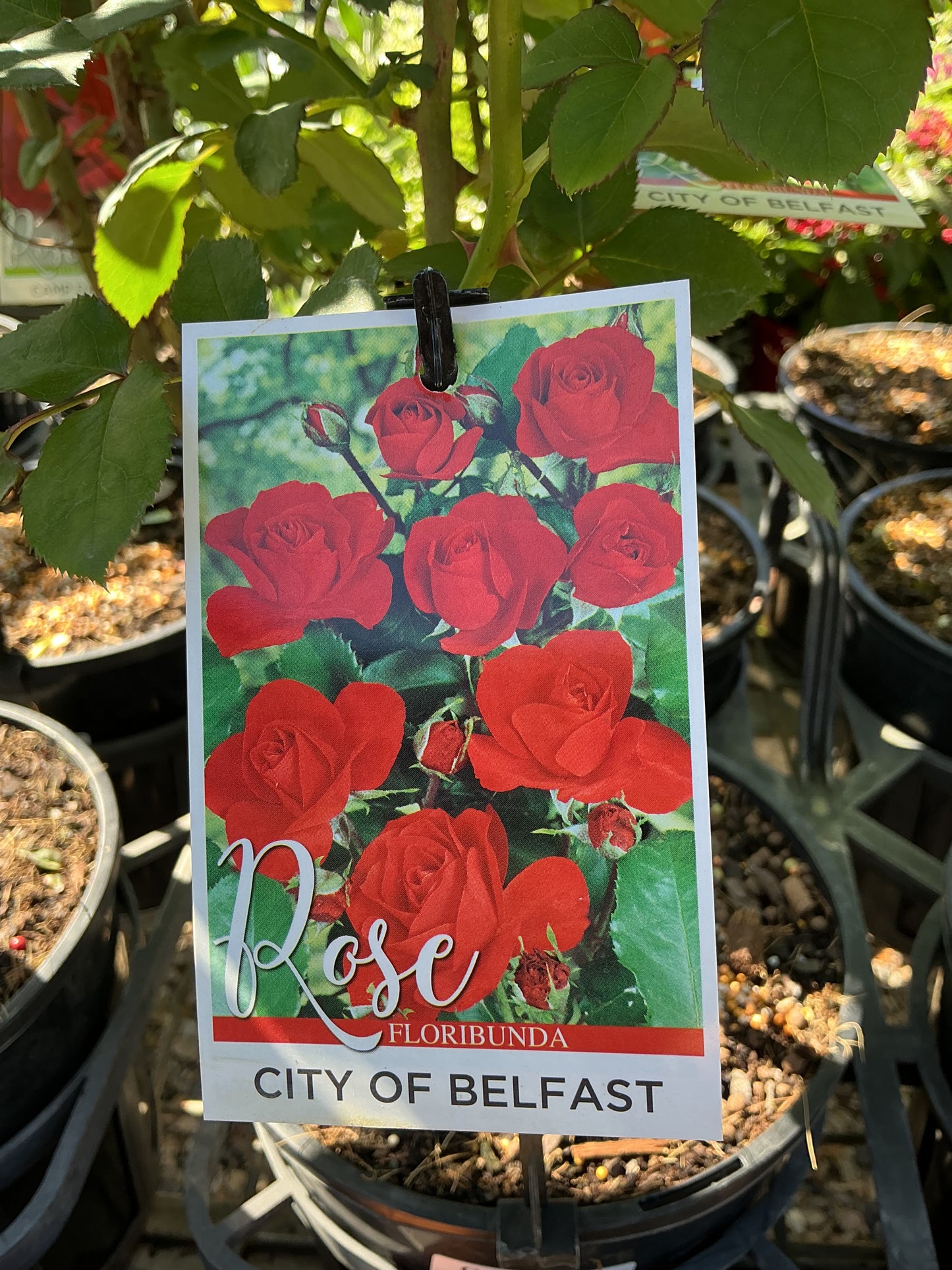 Roses