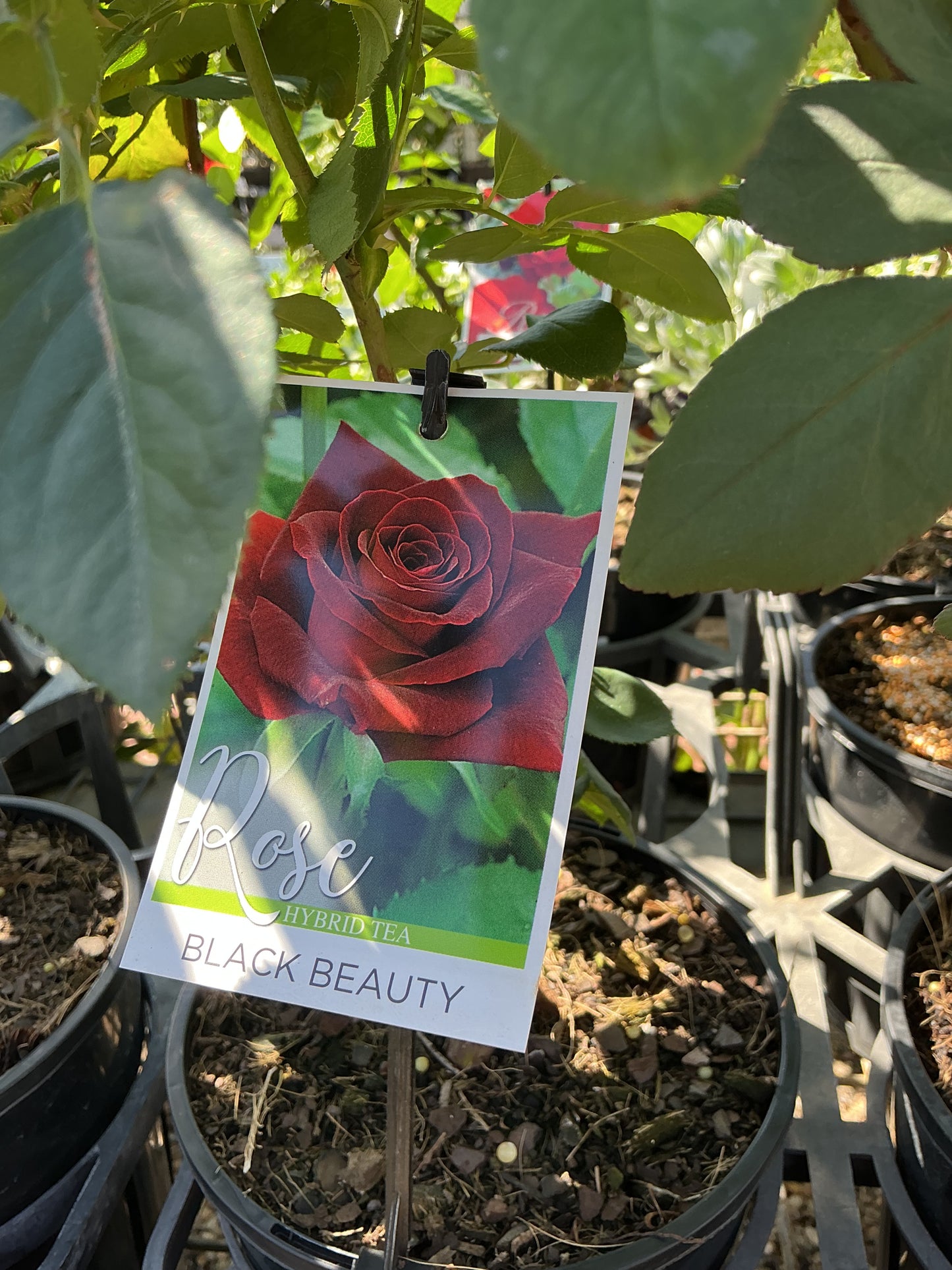 Roses