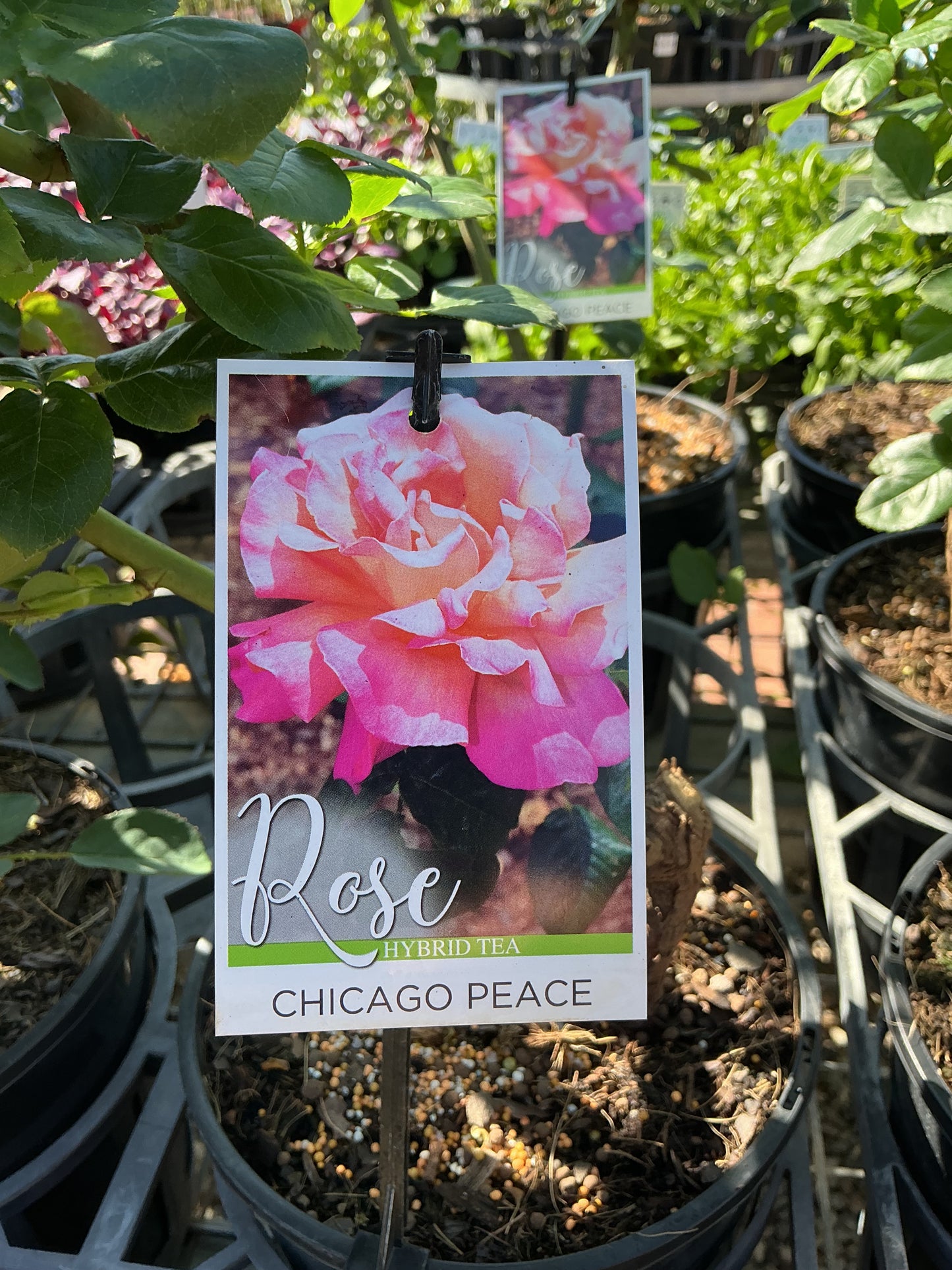 Roses