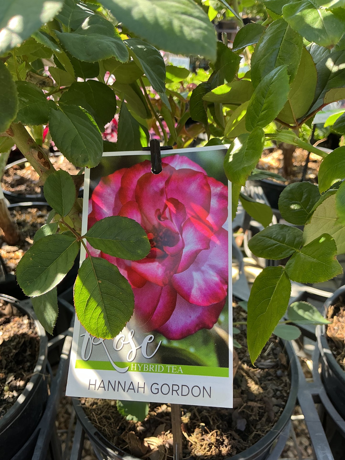 Roses