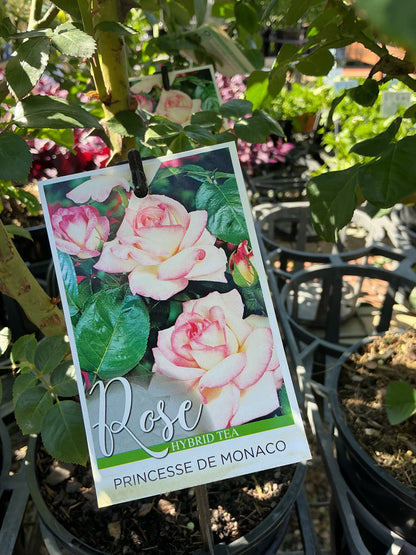 Roses