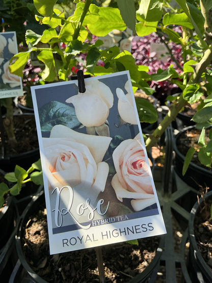 Roses