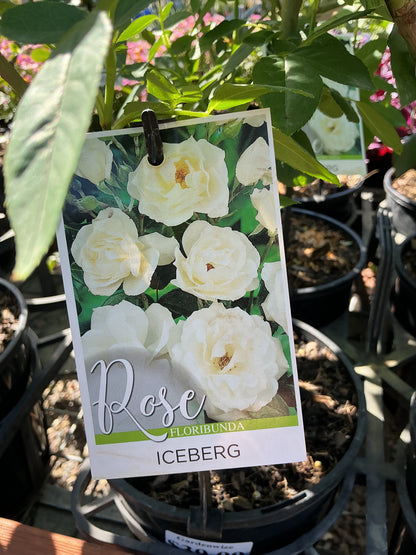 Roses