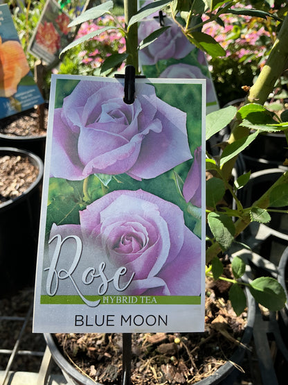 Roses