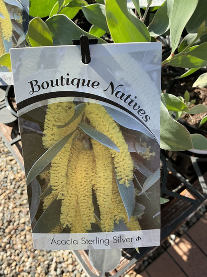Australian Native Plants